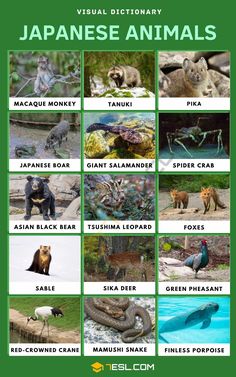 an image of animals that are in the japanese language for children and adults to learn