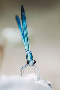 a blue dragonfly sitting on top of a piece of white paper with its wings spread