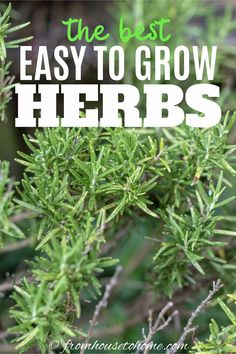 Easy To Grow Herbs (10 of the Best Herbs For Your Garden) Outdoor Herbs, Easy To Grow Herbs, Perennials Low Maintenance, Growing Parsley, Best Herbs To Grow, Cooking With Fresh Herbs, Easy Herbs To Grow, Herbs List, Herb Plants