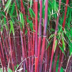 some very pretty purple and green bamboo plants