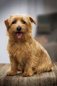 a small brown dog sitting on top of a couch