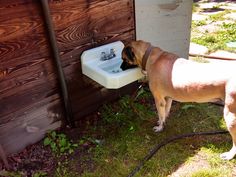 a dog drinking water out of a white sink in front of a wooden fenced area