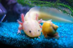 a yellow and red axamaurine in an aquarium with blue gravel around it