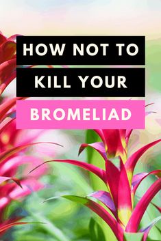 pink flowers with the words how not to kill your bromeliad on it