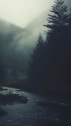 a river running through a forest covered in fog