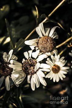 three white daisies in the sunlight canvas print