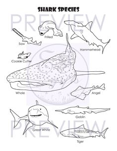 an image of shark species coloring pages