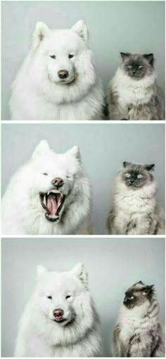 four different pictures of white dogs with their mouths open and one cat looking at the camera