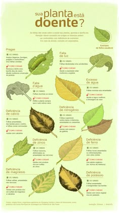 a poster with different types of leaves and words on the front page, in spanish