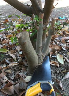 a tree being pruned with a yellow and black trimming tool next to it