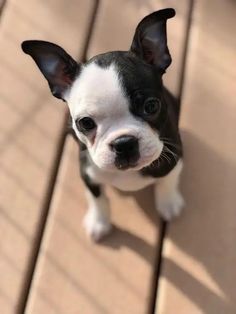 a small black and white dog standing on top of a wooden floor