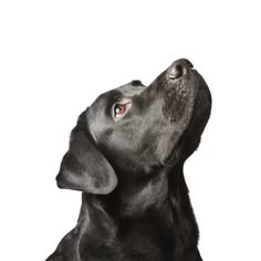 a black dog is looking up at the sky