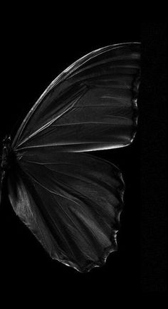 a black and white photo of a butterfly on a dark background with the wings spread out