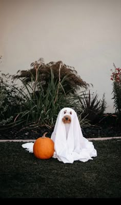 a dog in a ghost costume sitting next to a pumpkin