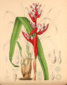 an antique botanical illustration of flowers and plants in their natural stages, from the late 19th century