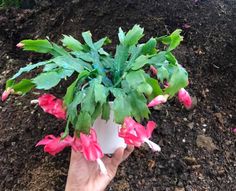 a hand holding a potted plant with pink and green flowers in the dirt area