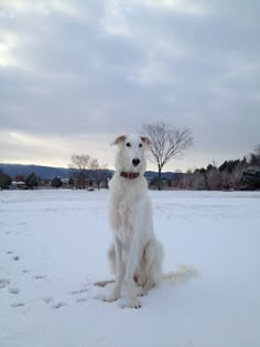 a white dog sitting in the snow with trees in the backgrouds behind him