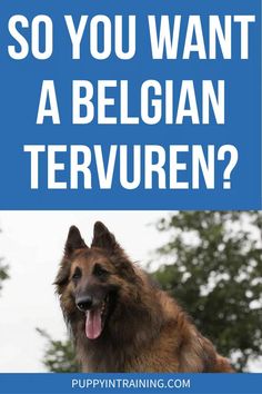 a german shepherd dog with the words so you want a belgan terrier?