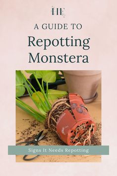 a guide to repottiting monstera signs it needs repotting cover image