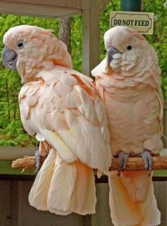 two pink birds sitting on top of a tree branch next to a sign that says don't feed