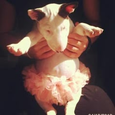 a person holding a white dog in their arms and wearing a pink tutu skirt