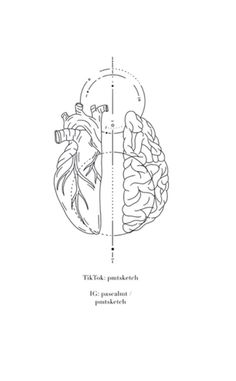 an image of the human heart with two sections labeled in black and white, on a white background