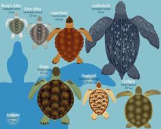 an image of sea turtles in different sizes and colors on the ocean floor for scale