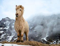 a brown horse standing on top of a snow covered mountain