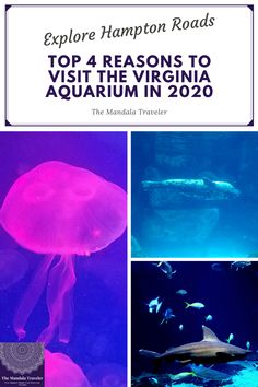 the top 4 reasons to visit the virginia aquarium in 2020