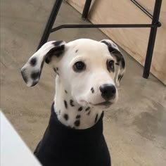 a dalmatian dog sitting in front of a chair