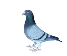 a blue and white bird standing on its hind legs