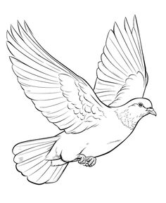 a bird flying with its wings spread