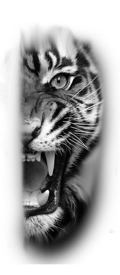 a black and white photo of a tiger with its mouth open