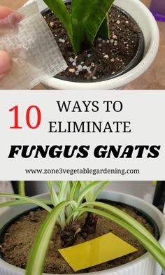 How To Get Rid Of Soil Gnats, Soil Gnats House Plants, Knats Killer Diy For Plants, How To Keep Gnats Out Of House Plants, How To Kill Gnats In House Plants, Fungus Gnats Get Rid Of, Fungas Gnats, Plant Gnats, Gnat Spray