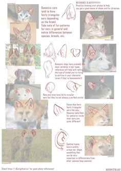 the instructions for how to draw an animal's face and head in different ways