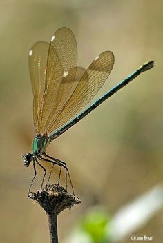 a blue dragonfly sitting on top of a plant with it's wings open