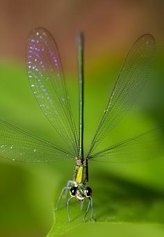 a green dragonfly sitting on top of a leaf