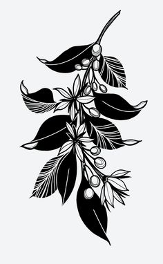 black and white drawing of an olive tree branch with fruit on it's leaves