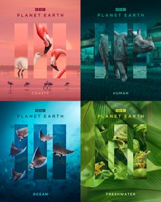 four different posters with animals and plants in the middle one is an elephant, two are rhinoceros