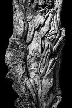 Black and white detail photograph of a beautifully twisted tree root, pictured on a black background for a more simple and bold effect. Gnarly Tree, Twisted Tree, Paper Museum, Tree Root, Black And White Tree, Black And White Photograph, Tree Photography