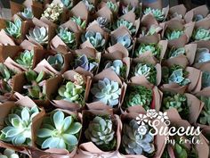 there are many succulents in brown paper bags