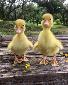 two ducklings are standing on a wooden platform in front of some trees and flowers