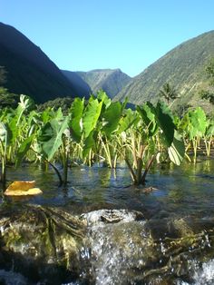 there are many plants growing out of the water in this stream that is surrounded by mountains