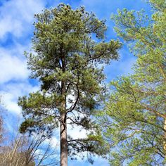 two tall trees standing next to each other