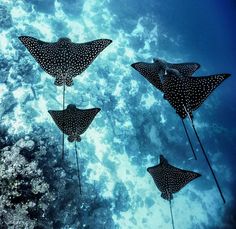 three spotted manta rays swimming in the ocean