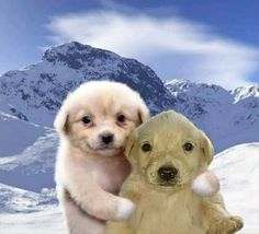 two puppies standing next to each other on top of snow covered ground with mountains in the background