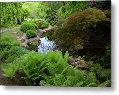 a small stream running through a lush green forest filled with trees and ferns metal print