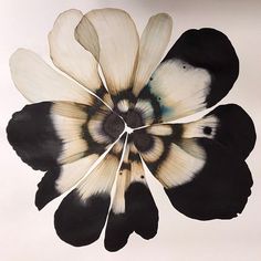 a flower with black and white petals is shown in the middle of an image that appears to have been altered