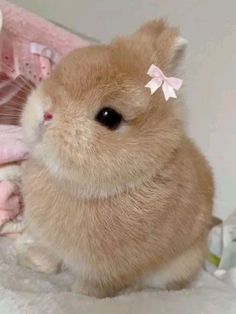 a small brown rabbit sitting on top of a bed