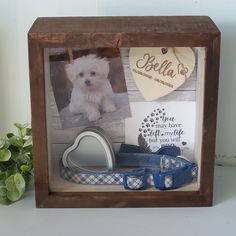 a small white dog sitting in a wooden frame with blue ribbon around it's neck